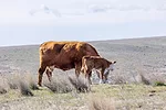 60430-wilke-spring-calf.jpg