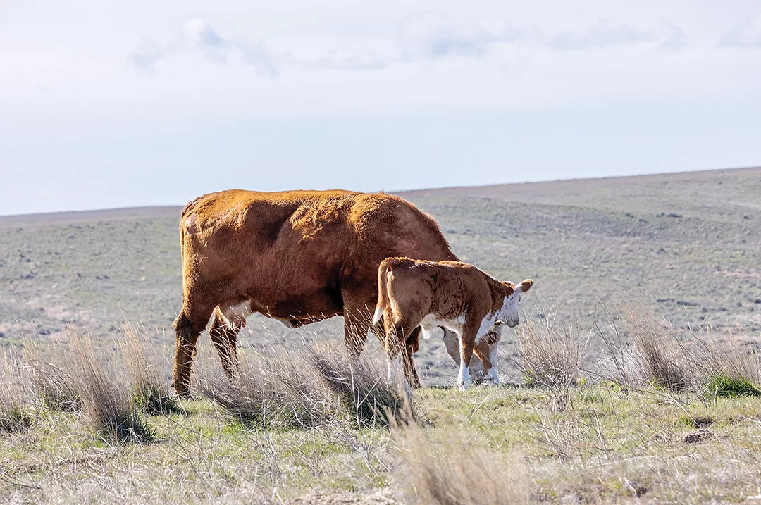 60430-wilke-spring-calf.jpg
