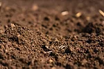 60597-bronson-soil.jpg