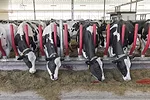 60661-reijmers-feed.jpg