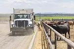 60699-sorensen-feedlot-dixon.jpg
