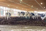 60684-mcbride-1.jpg