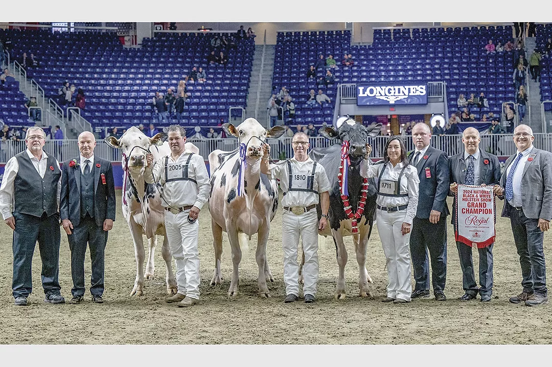 60719-bender-holstein.jpg