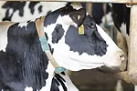 60727-gilberg-cow.jpg