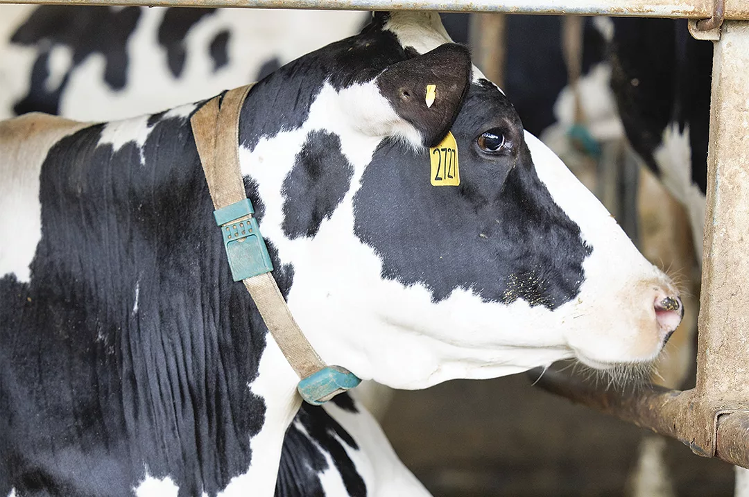60727-gilberg-cow.jpg