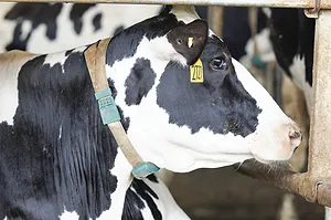 Some&nbsp;monitoring systems can track various behaviors, such as standing, mounting, chin resting, sniffing and increased activity. &nbsp; Photo courtesy of GEA.