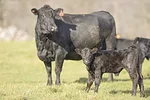 60783-cassady-calf.jpg