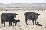 60820-nelson-1-tmarchant.jpg