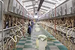 60873-mccarthy-workers-dixon.jpg
