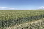 60874-mccarthy-chen-UIGoldseed.jpg