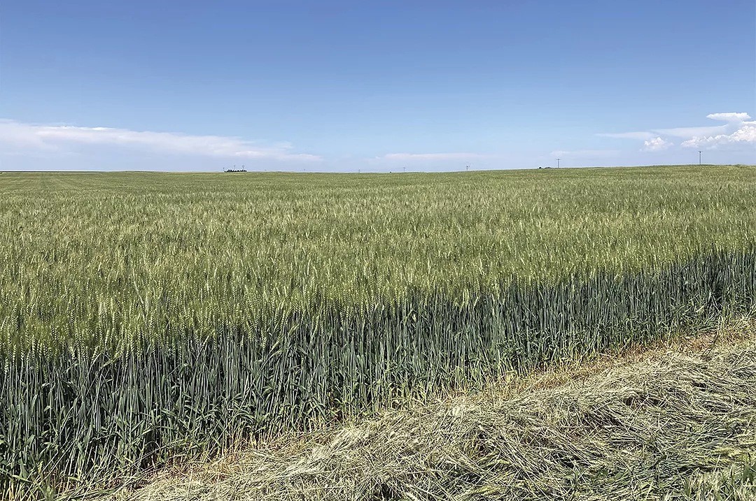 60874-mccarthy-chen-UIGoldseed.jpg