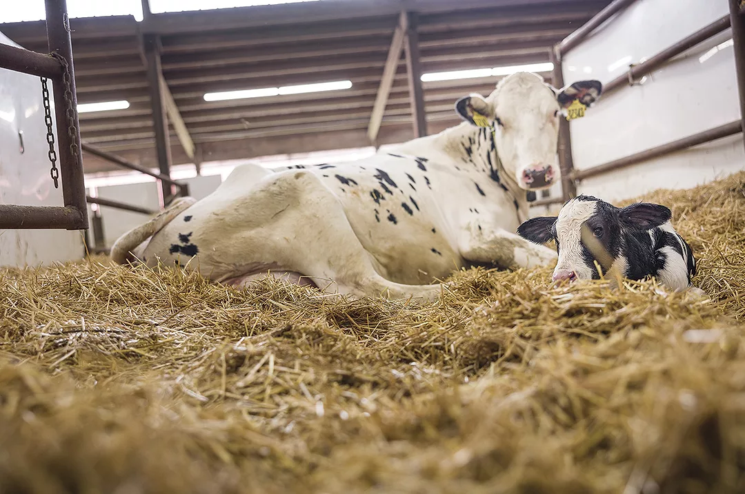 60904-groen-calf.jpg