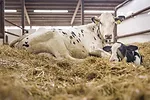 60944-delorme-1.jpg