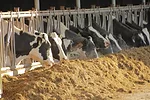 61021-schmitz-feedbunk.jpg