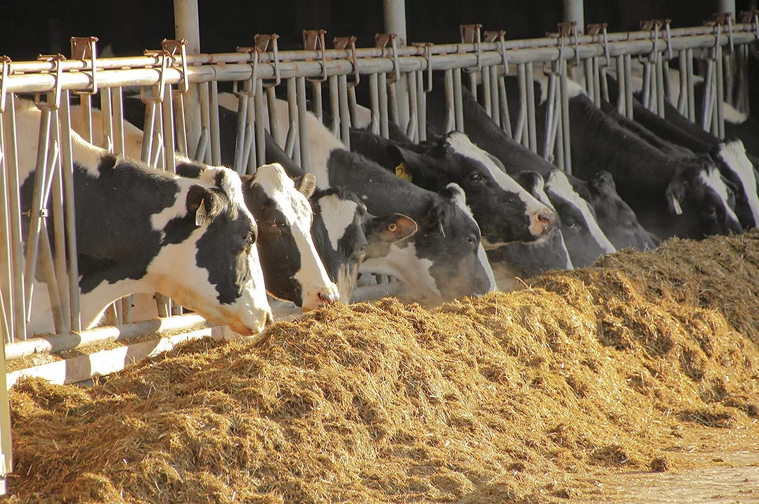 61021-schmitz-feedbunk.jpg