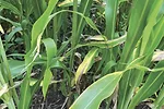 61019-kern-Potassium-Deficiency-3.jpg