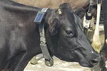 61030-miller-9376.jpg