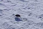 61035-sagers-vole11.jpg