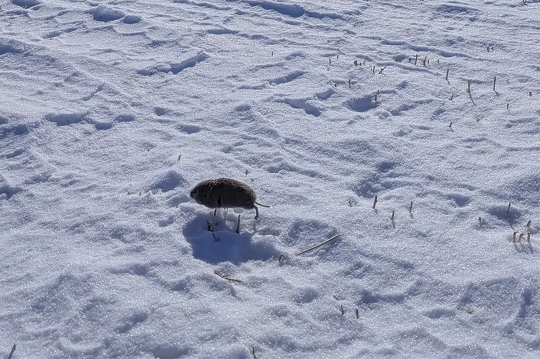 61035-sagers-vole11.jpg