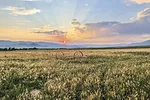 61179-thomas-O'Neal-ranch-field.jpg