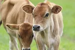 61149-dennis-calf.jpg
