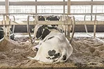 61184-berens-stall.jpg