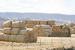 61207-kallenbach-bales-pmarchant.jpg