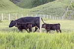 61228-cassady-1-dixon.jpg