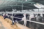 61263-brommer-1.jpg