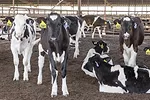 61279-berens-1-dixon.jpg