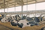 61301-veeneman-cows-in-free-stalls.jpg