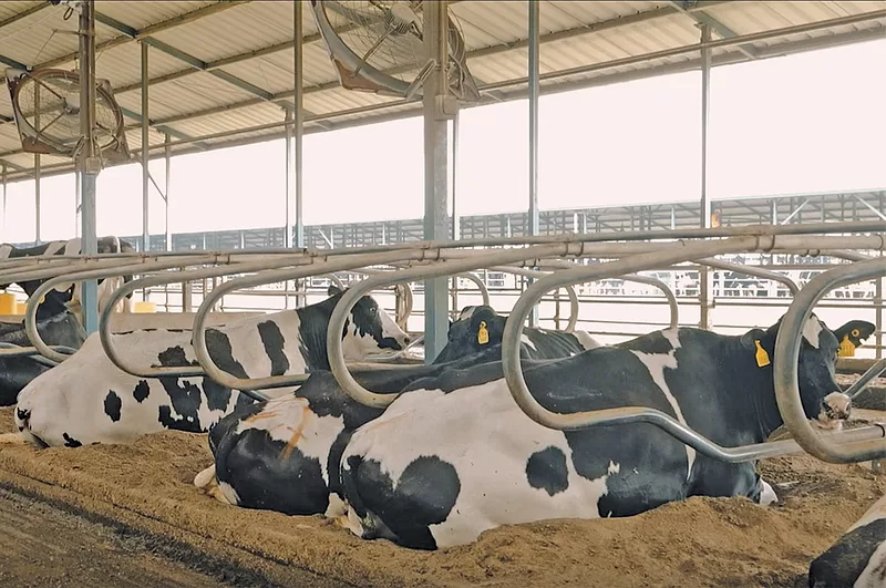 61301-veeneman-cows-in-free-stalls.jpg