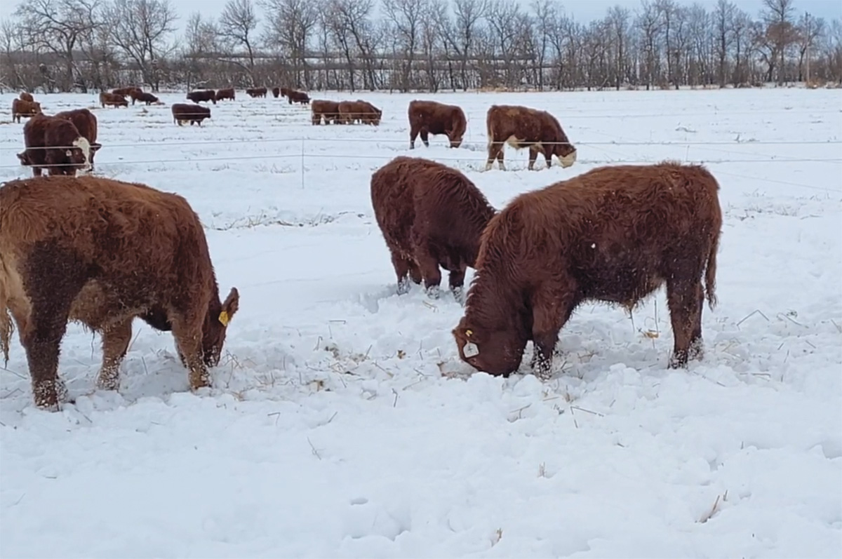 61321-durunna-SteersSwathgrazing.jpg