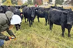 61322-willmore-fencing.jpg