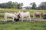 61334-bronson-jaynes.jpg