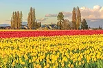 61344-vanderkooy-1.jpg