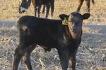 61401-wells-calf.jpg