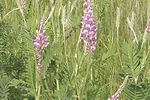 61471-sagers-1.jpg