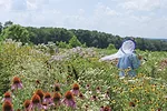 61489-smith-Oak-Hill-Park-Bee-ID-Netting-Amber-Barnes.jpg