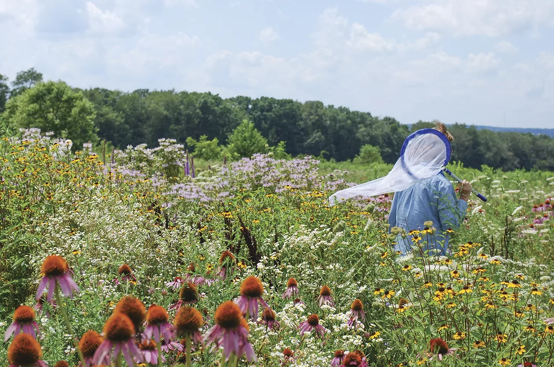 61489-smith-Oak-Hill-Park-Bee-ID-Netting-Amber-Barnes.jpg