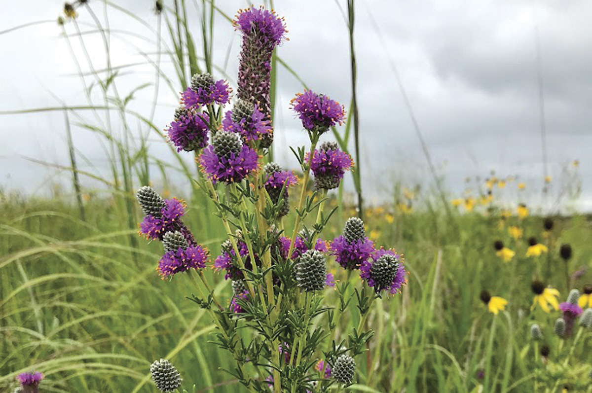 61489-smith-purple-prairie-clover-for-cows-2.jpg