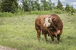 61620-derksen-bull-getty.jpg