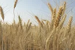 61624-mccarthy-2-wheat.jpg