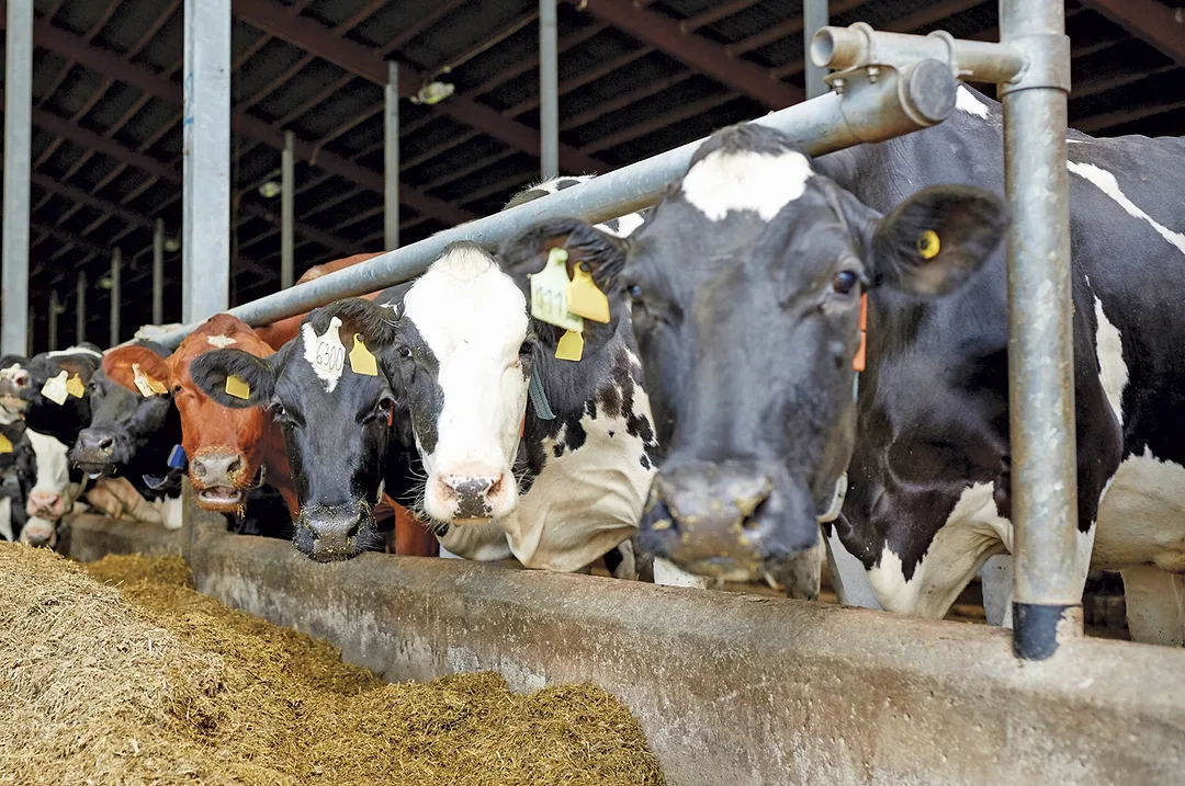 61618-gomez-cows.jpg
