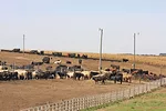 61645-cox-nebraska-feed-lot.jpg