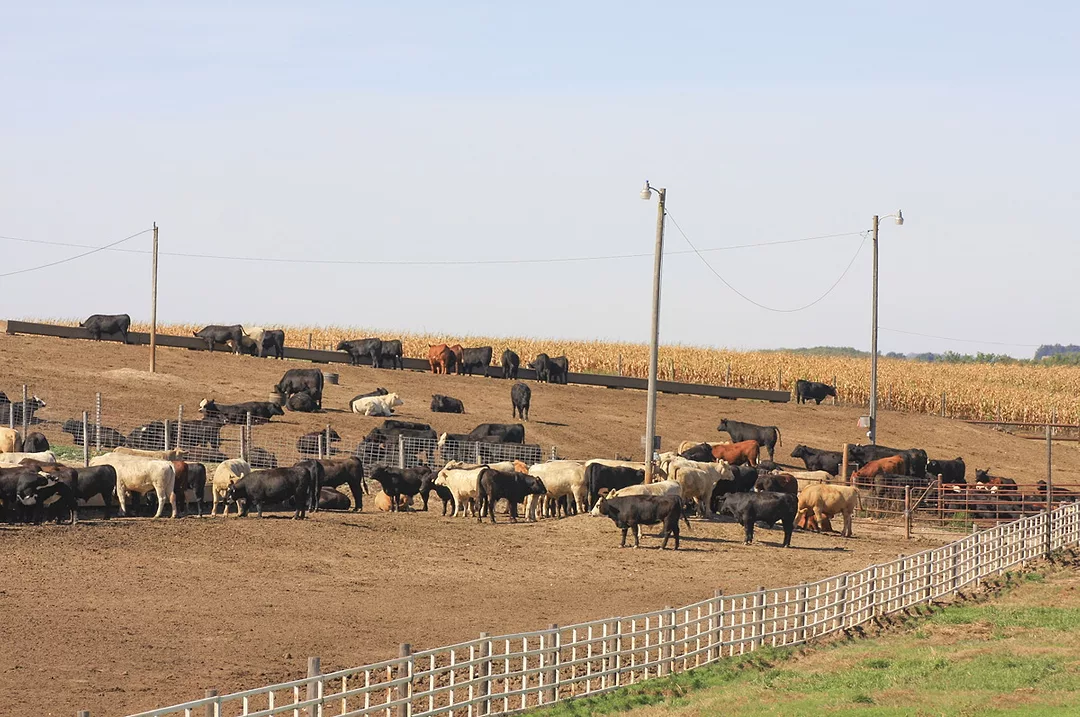 61645-cox-nebraska-feed-lot.jpg
