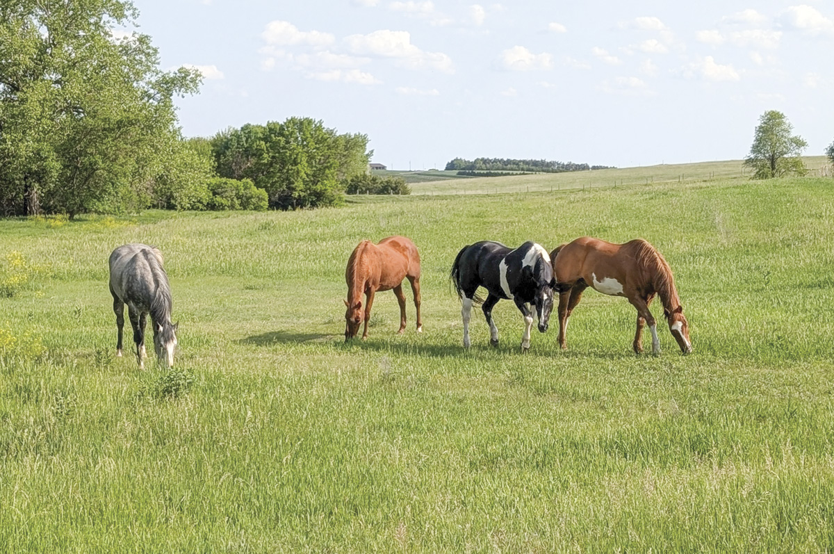 61615-kern-horses-grazing-1.jpg