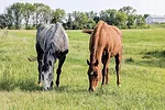61615-kern-horses-grazing-2.jpg