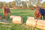 61621-bravo-pasture-progress-northern-pennsylvania.jpg
