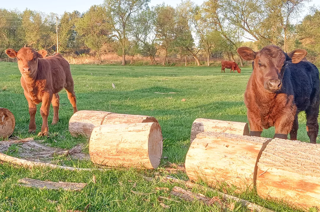 61621-bravo-pasture-progress-northern-pennsylvania.jpg